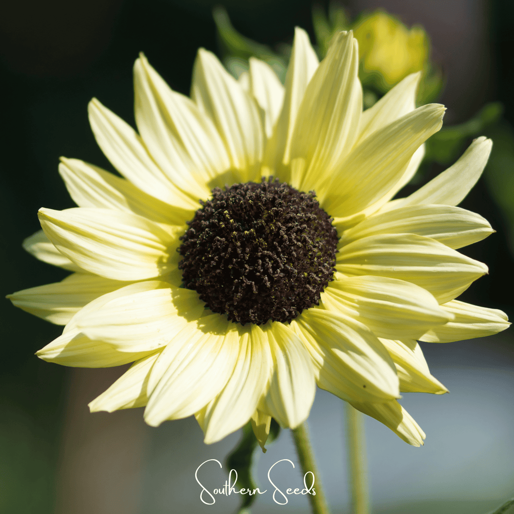Southern Seeds Italian White Sunflower – 25 Seeds | Heirloom Boulevard