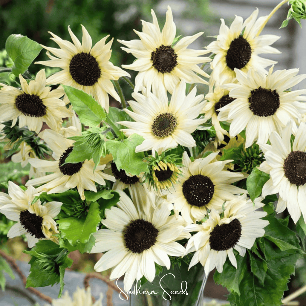 Southern Seeds Italian White Sunflower – 25 Seeds | Heirloom Boulevard