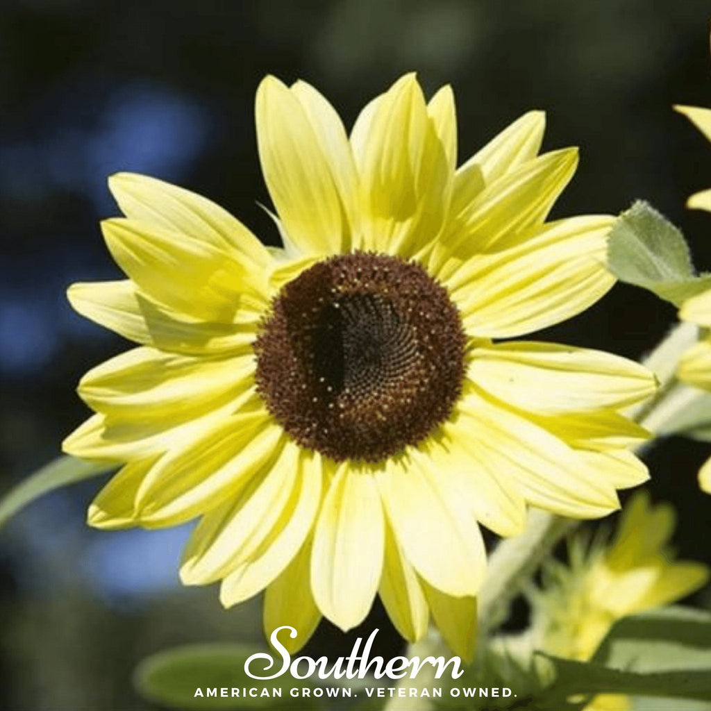 Southern Seeds Lemon Queen Sunflower – 25 Seeds | Heirloom Boulevard