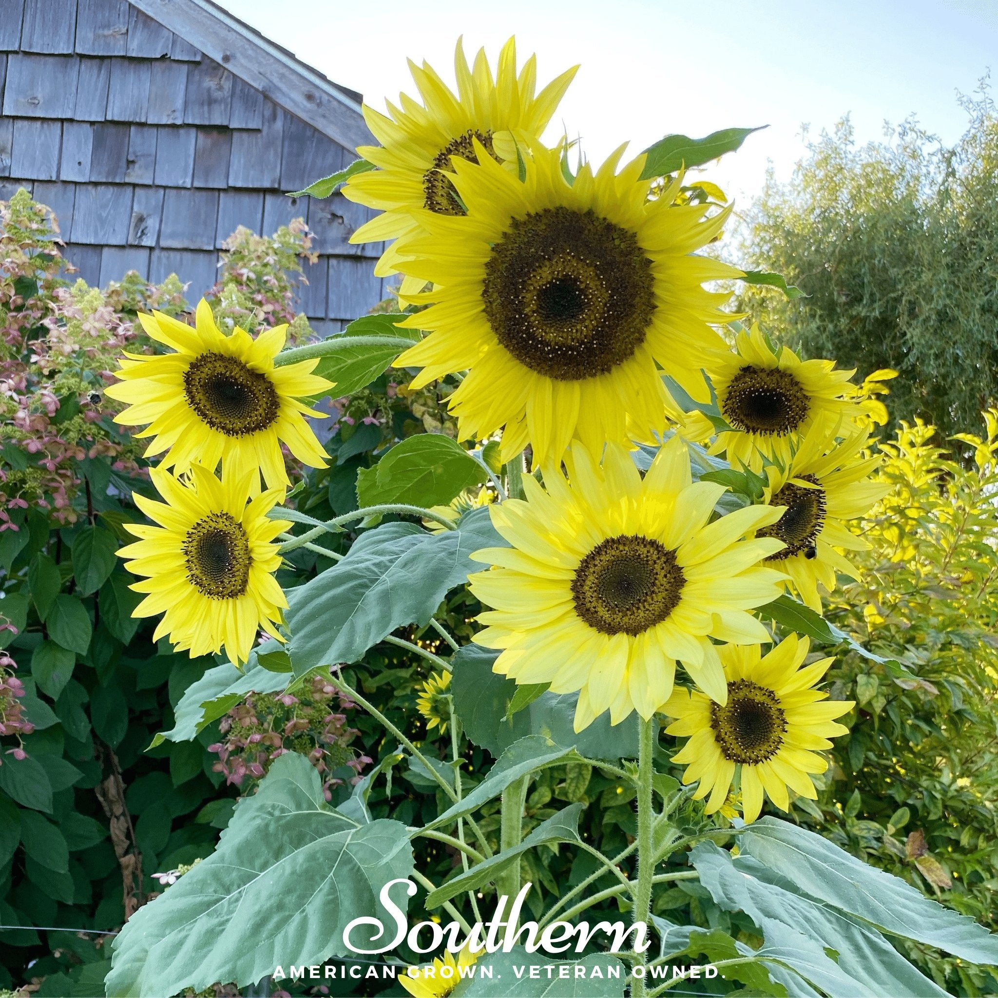 Southern Seeds Lemon Queen Sunflower – 25 Seeds | Heirloom Boulevard