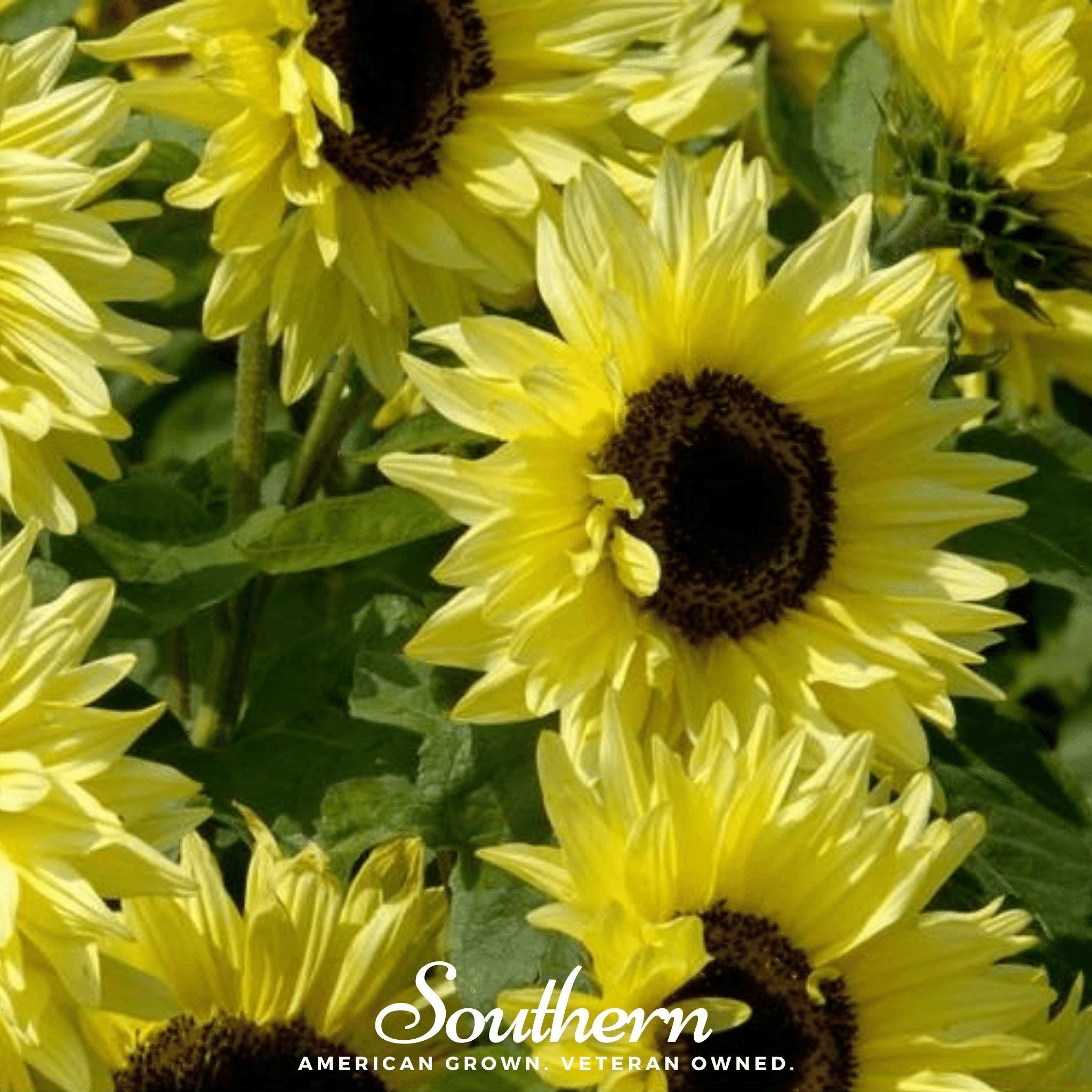 Southern Seeds Lemon Queen Sunflower – 25 Seeds | Heirloom Boulevard