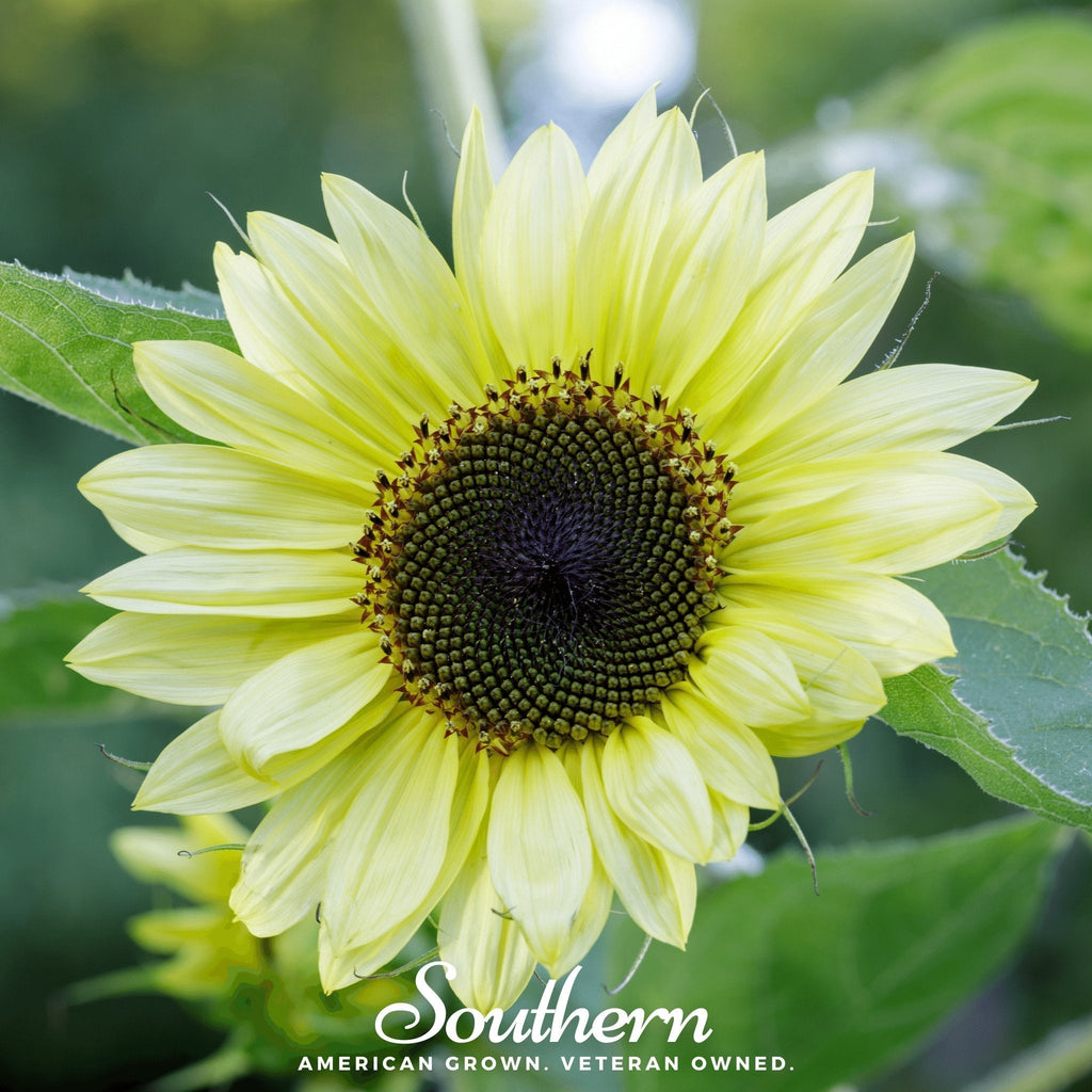Southern Seeds Lemon Queen Sunflower – 25 Seeds | Heirloom Boulevard