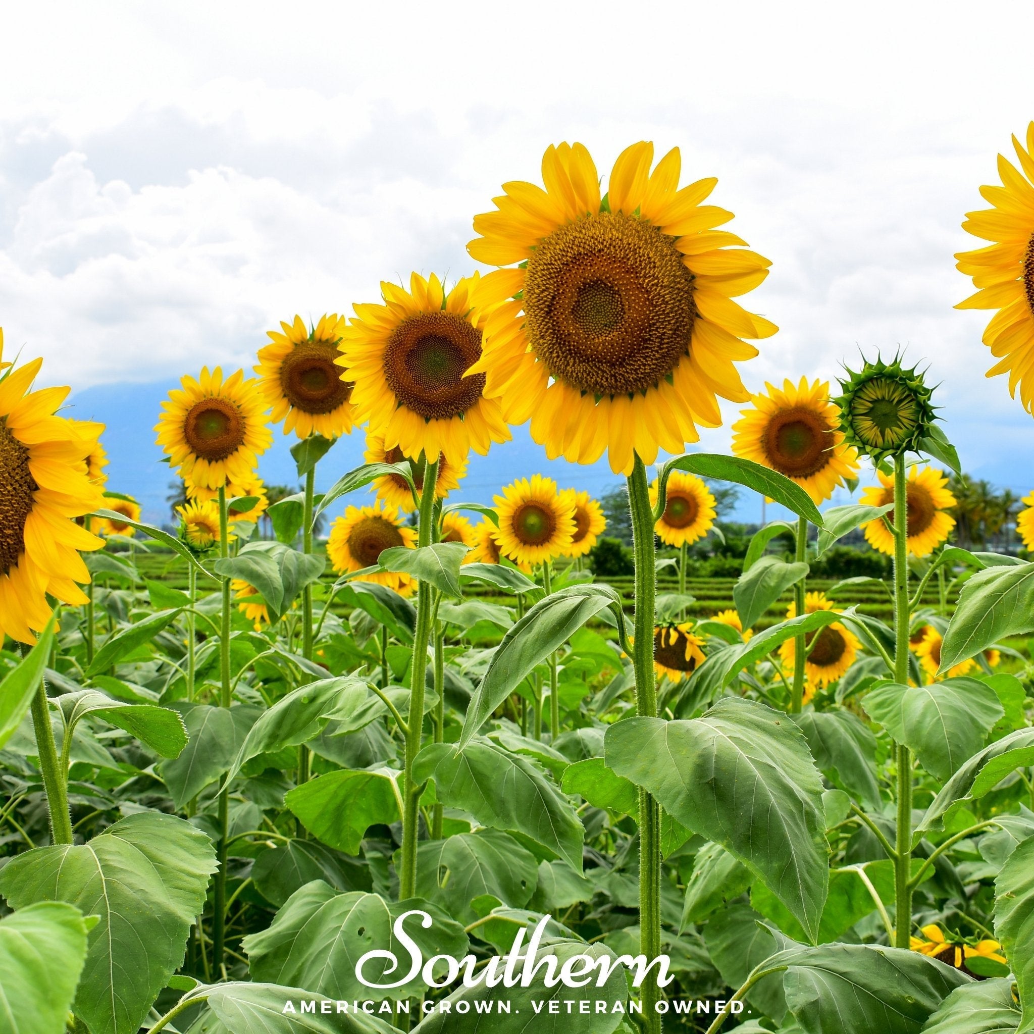 Mammoth Grey Stripe Sunflower – 25 Seeds | Heirloom Boulevard