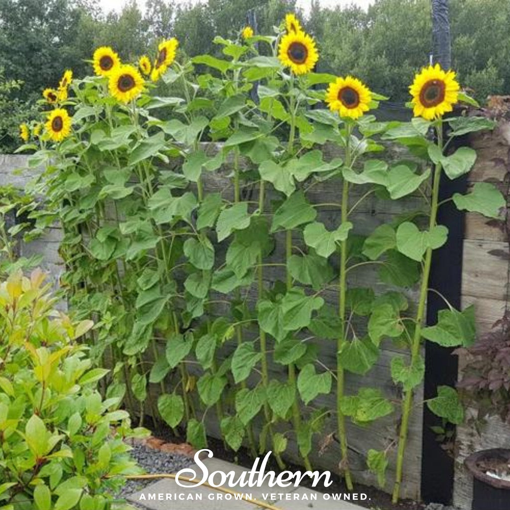 Mammoth Grey Stripe Sunflower – 25 Seeds | Heirloom Boulevard