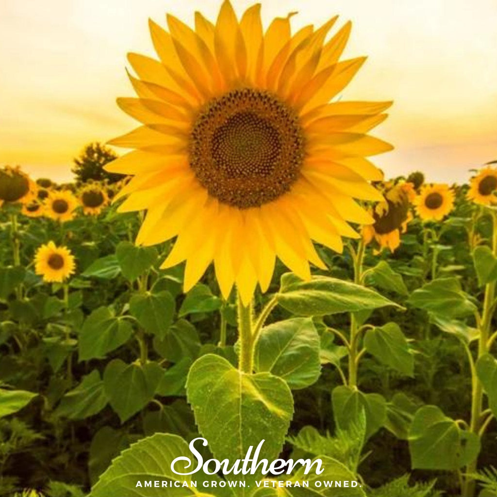 Mammoth Grey Stripe Sunflower – 25 Seeds | Heirloom Boulevard