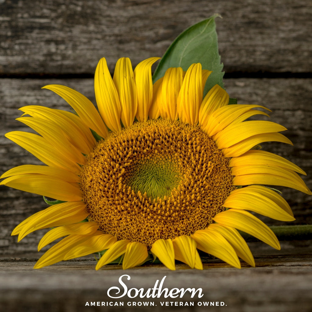 Mammoth Grey Stripe Sunflower – 25 Seeds | Heirloom Boulevard