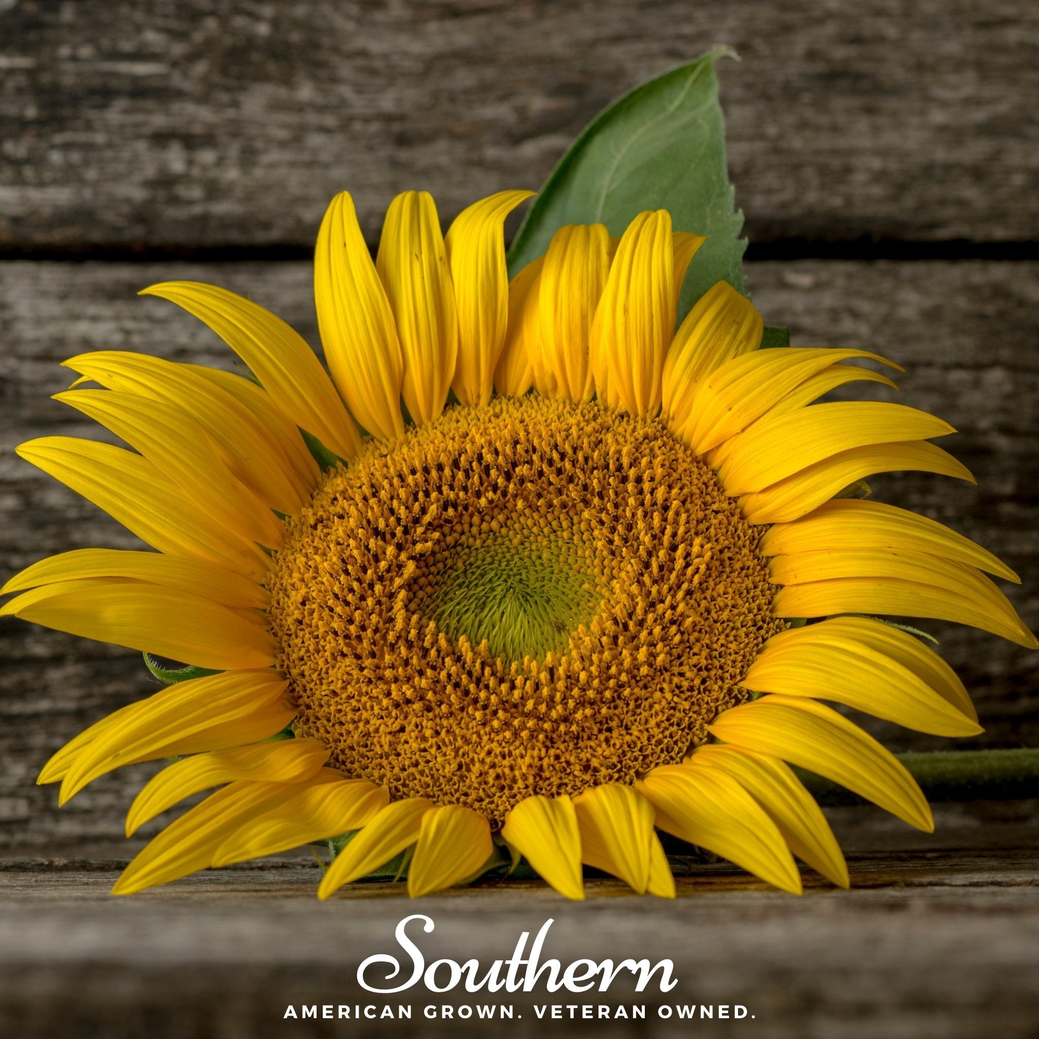 Mammoth Grey Stripe Sunflower – 25 Seeds | Heirloom Boulevard