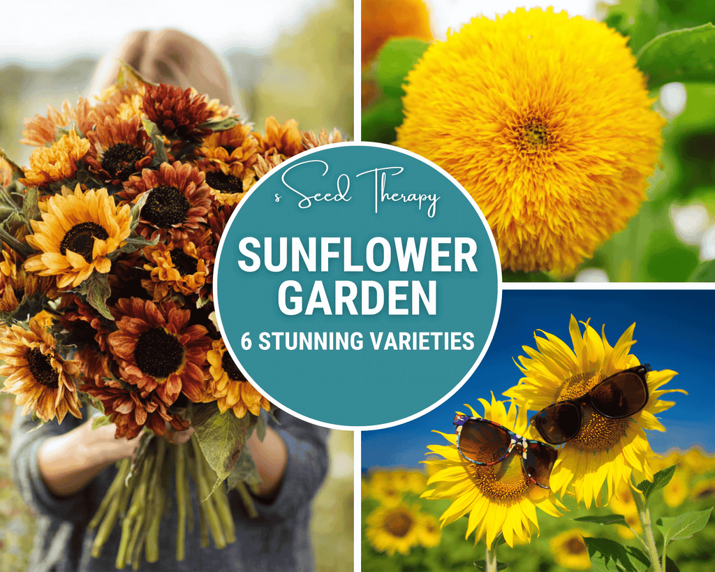Southern Seeds Seed Collection – 6 Varieties | Heirloom Boulevard