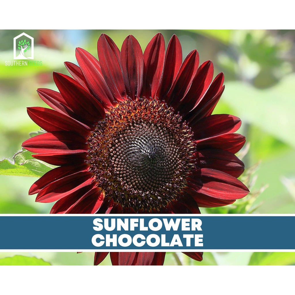 Southern Seeds Seed Collection – 6 Varieties | Heirloom Boulevard