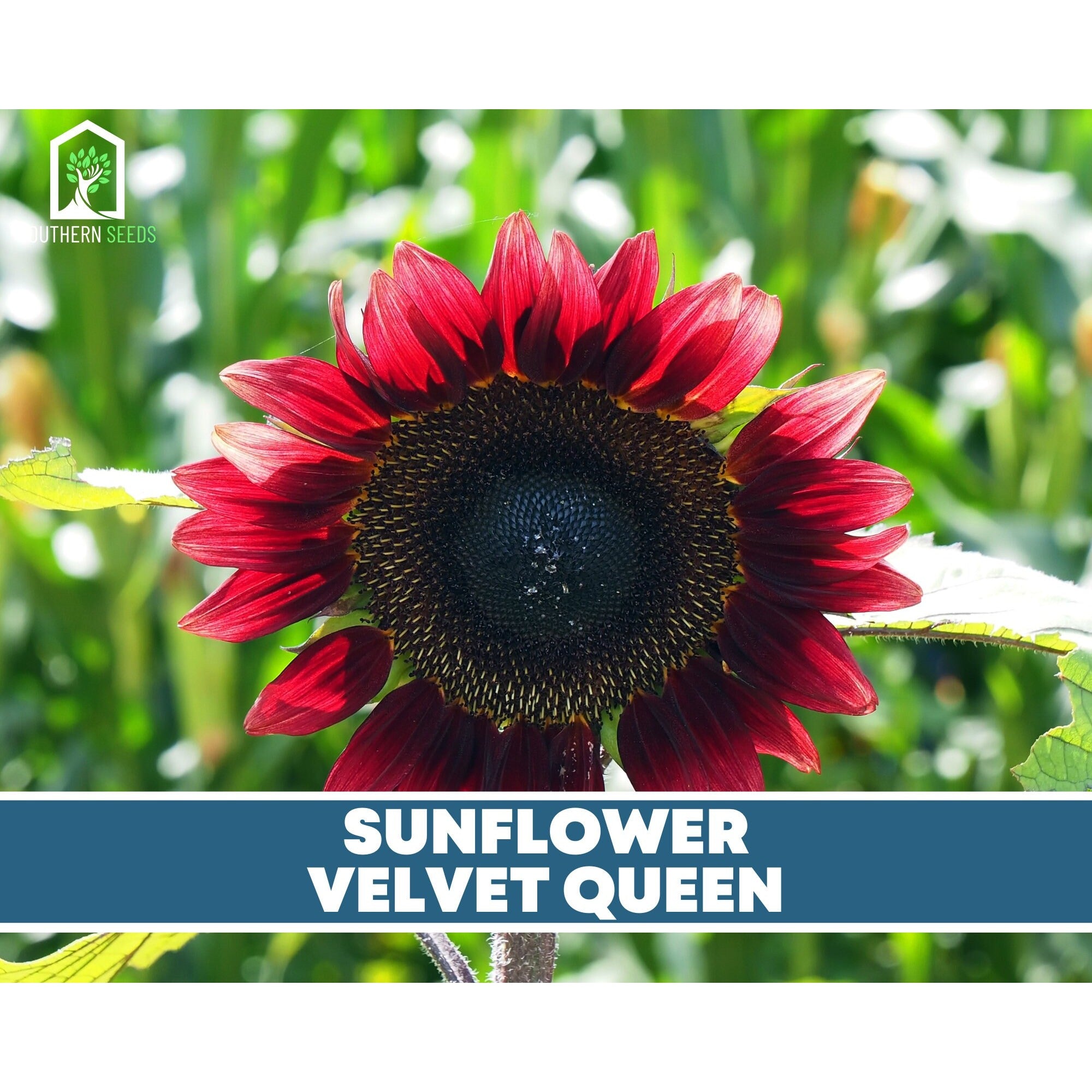 Southern Seeds Seed Collection – 6 Varieties | Heirloom Boulevard