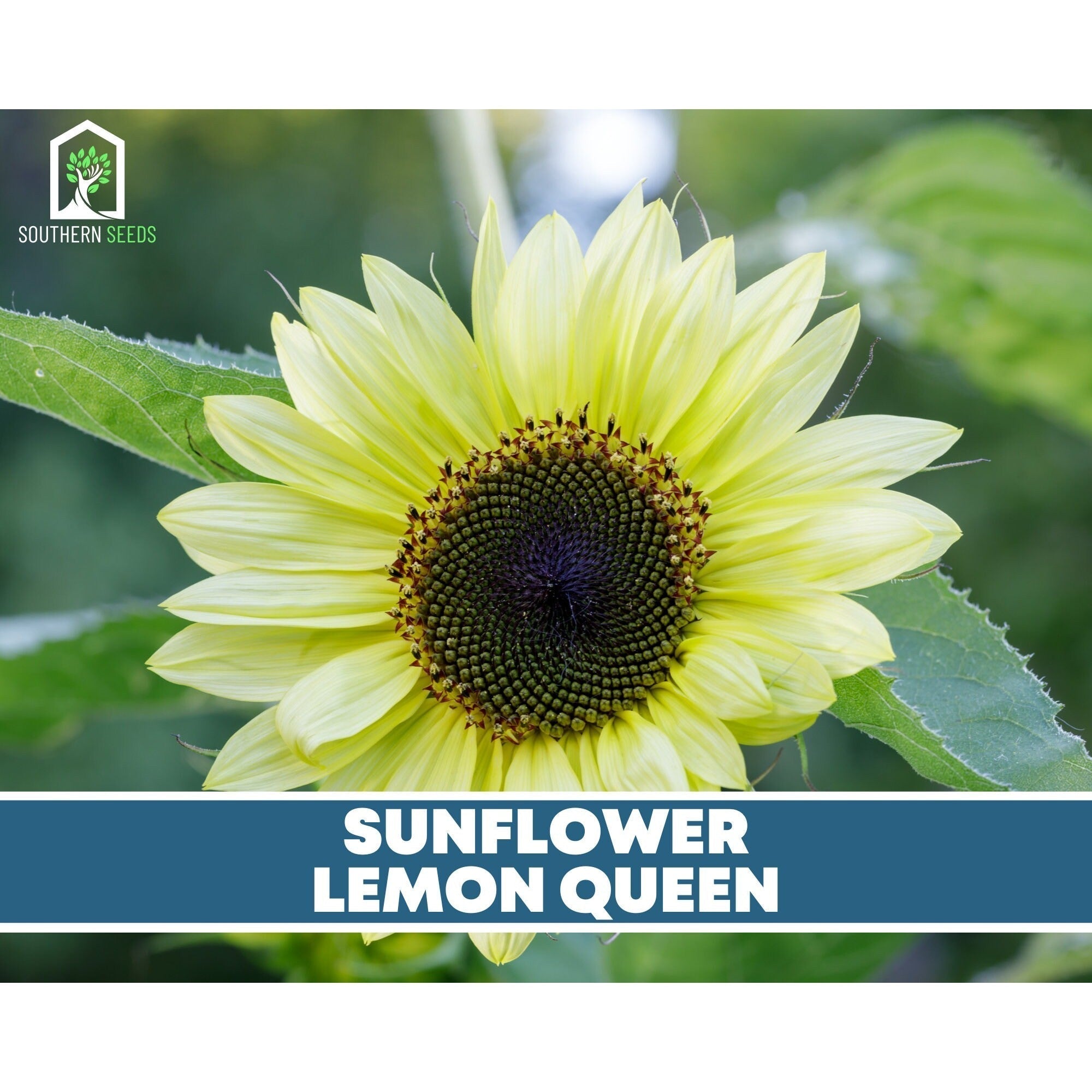 Southern Seeds Seed Collection – 6 Varieties | Heirloom Boulevard