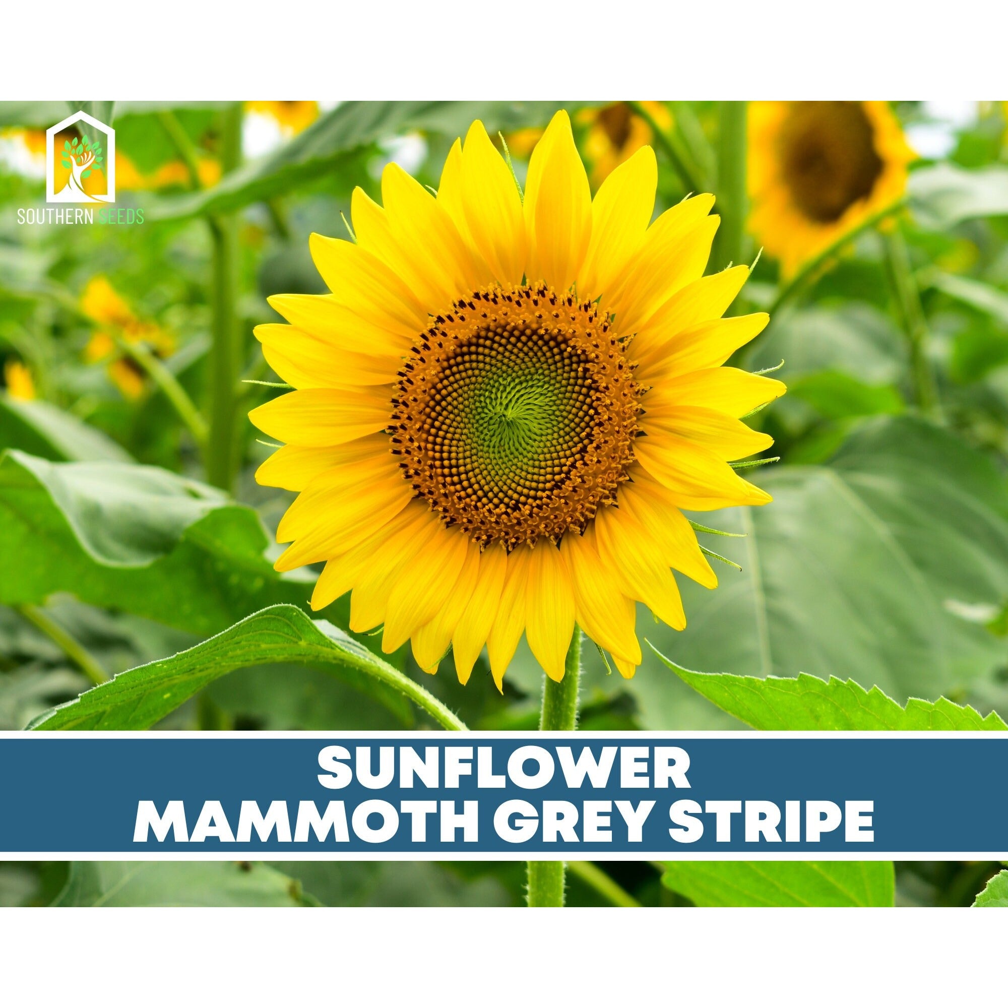 Southern Seeds Seed Collection – 6 Varieties | Heirloom Boulevard