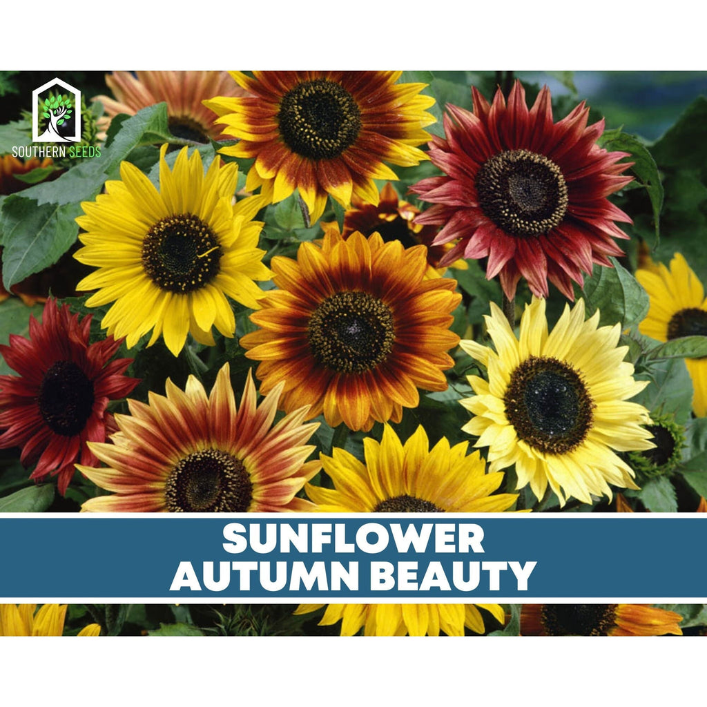 Southern Seeds Seed Collection – 6 Varieties | Heirloom Boulevard
