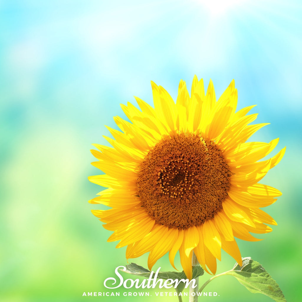 Southern Seeds Sunspot Dwarf Sunflower – 25 Seeds | Heirloom Boulevard