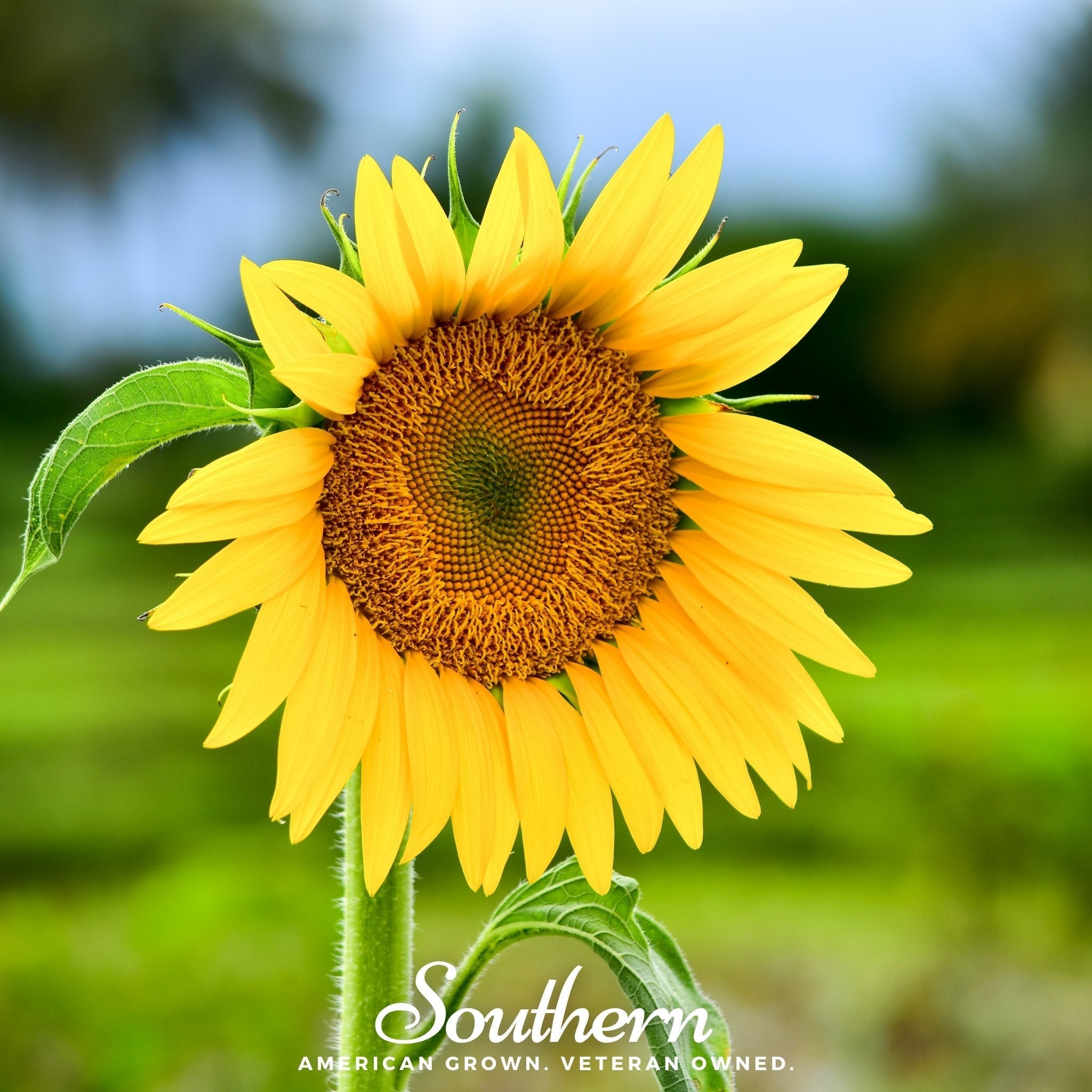 Southern Seeds Sunspot Dwarf Sunflower – 25 Seeds | Heirloom Boulevard