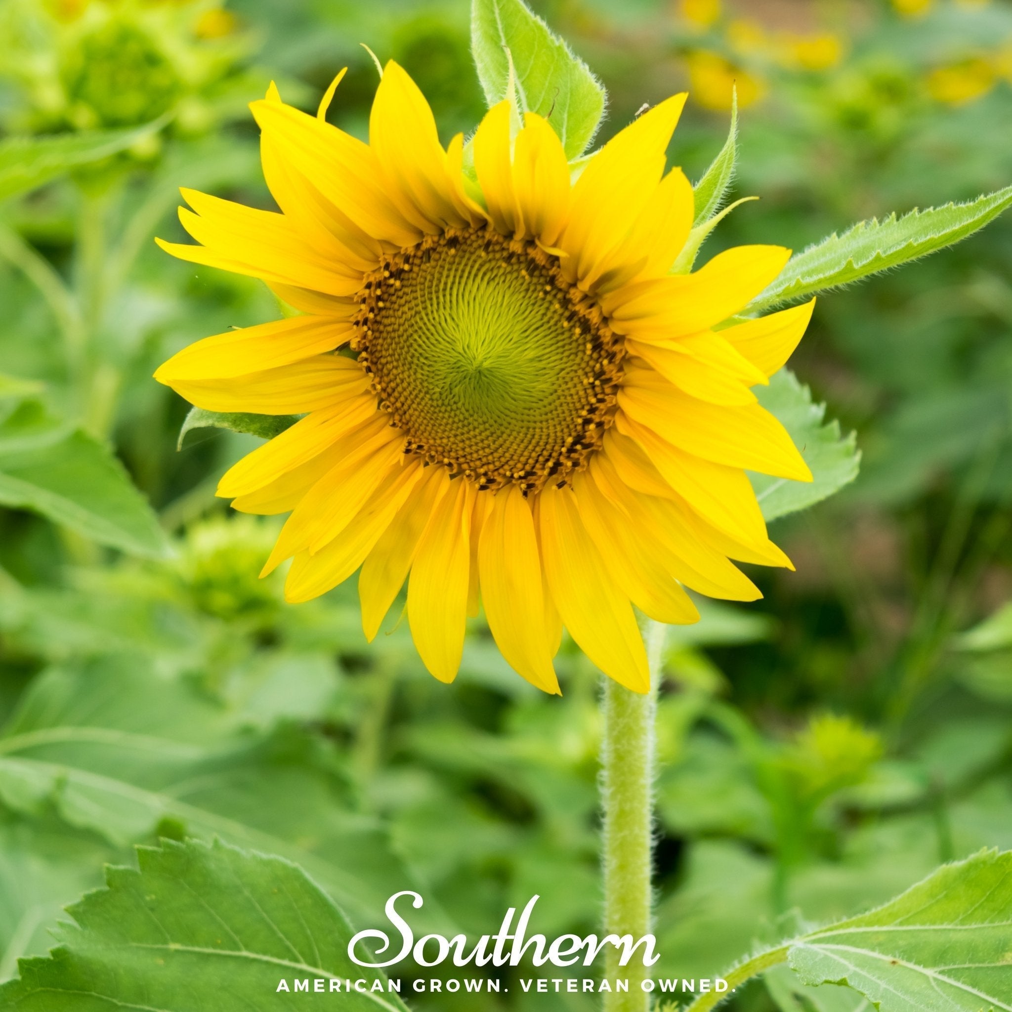 Southern Seeds Sunspot Dwarf Sunflower – 25 Seeds | Heirloom Boulevard