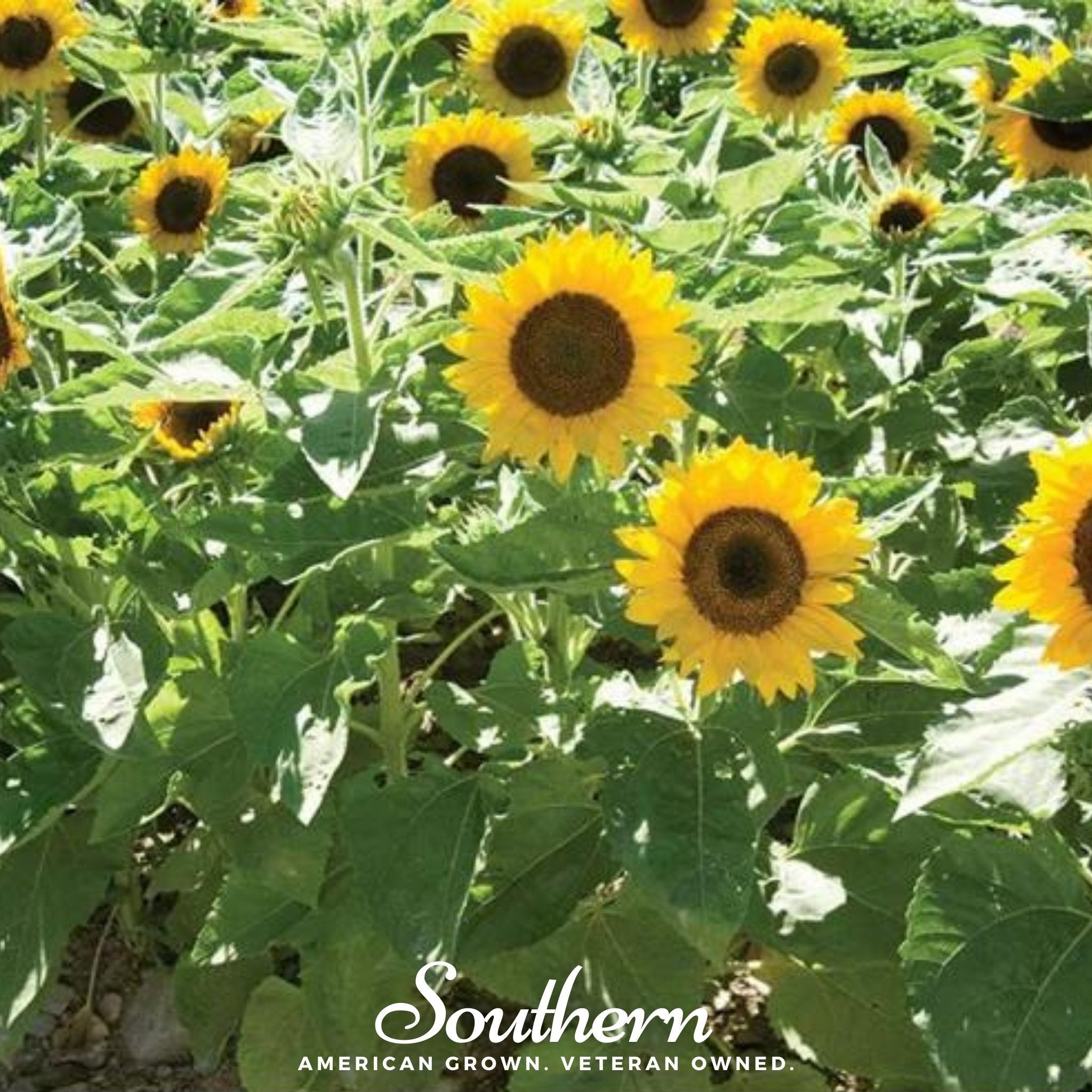 Southern Seeds Sunspot Dwarf Sunflower – 25 Seeds | Heirloom Boulevard