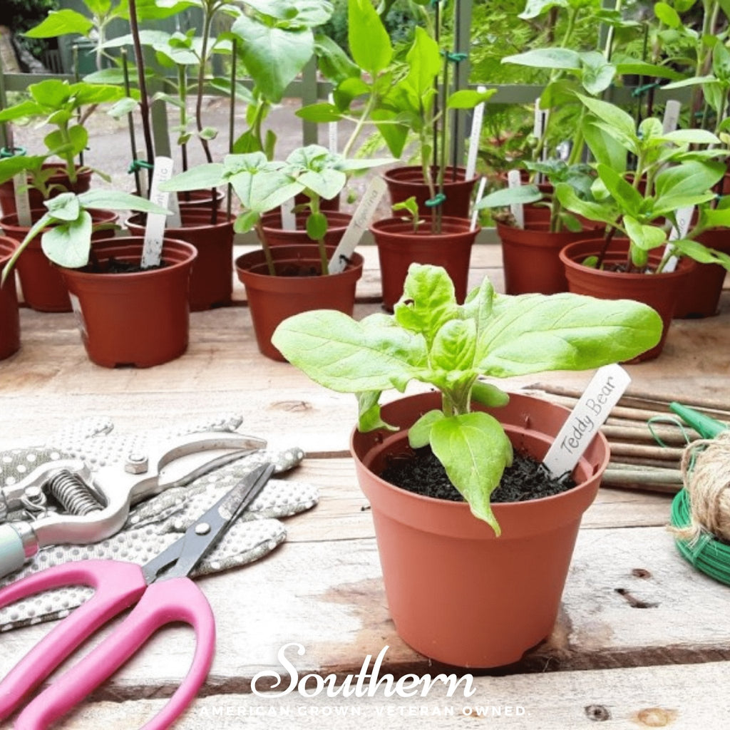 Southern Seeds Teddy Bear Dwarf Sunflower – 25 Seeds | Heirloom Boulevard