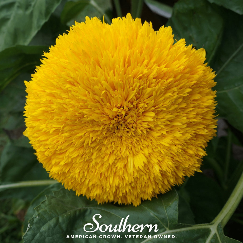 Southern Seeds Teddy Bear Dwarf Sunflower – 25 Seeds | Heirloom Boulevard