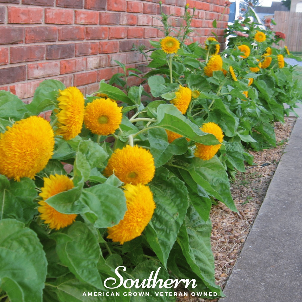 Southern Seeds Teddy Bear Dwarf Sunflower – 25 Seeds | Heirloom Boulevard