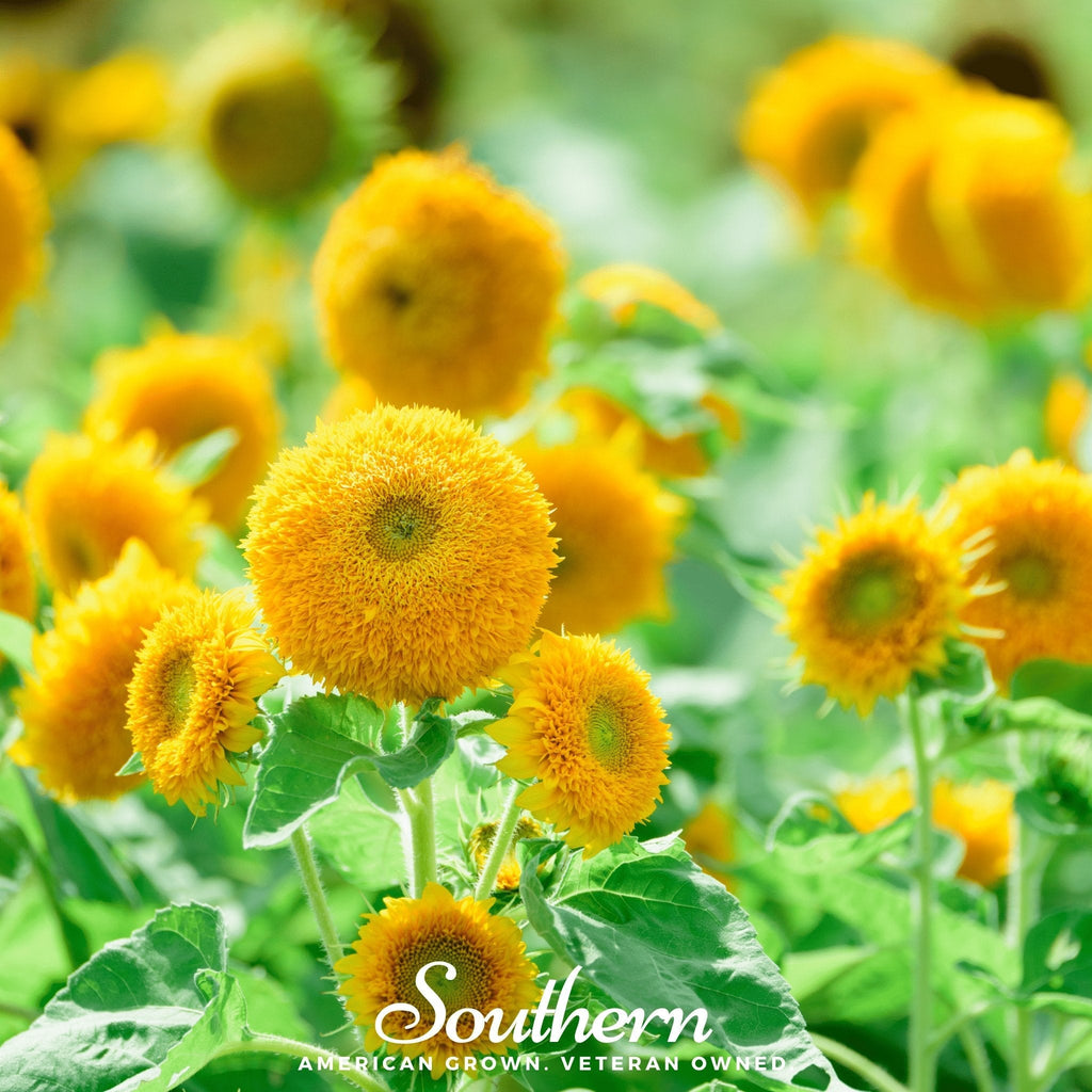 Southern Seeds Teddy Bear Dwarf Sunflower – 25 Seeds | Heirloom Boulevard