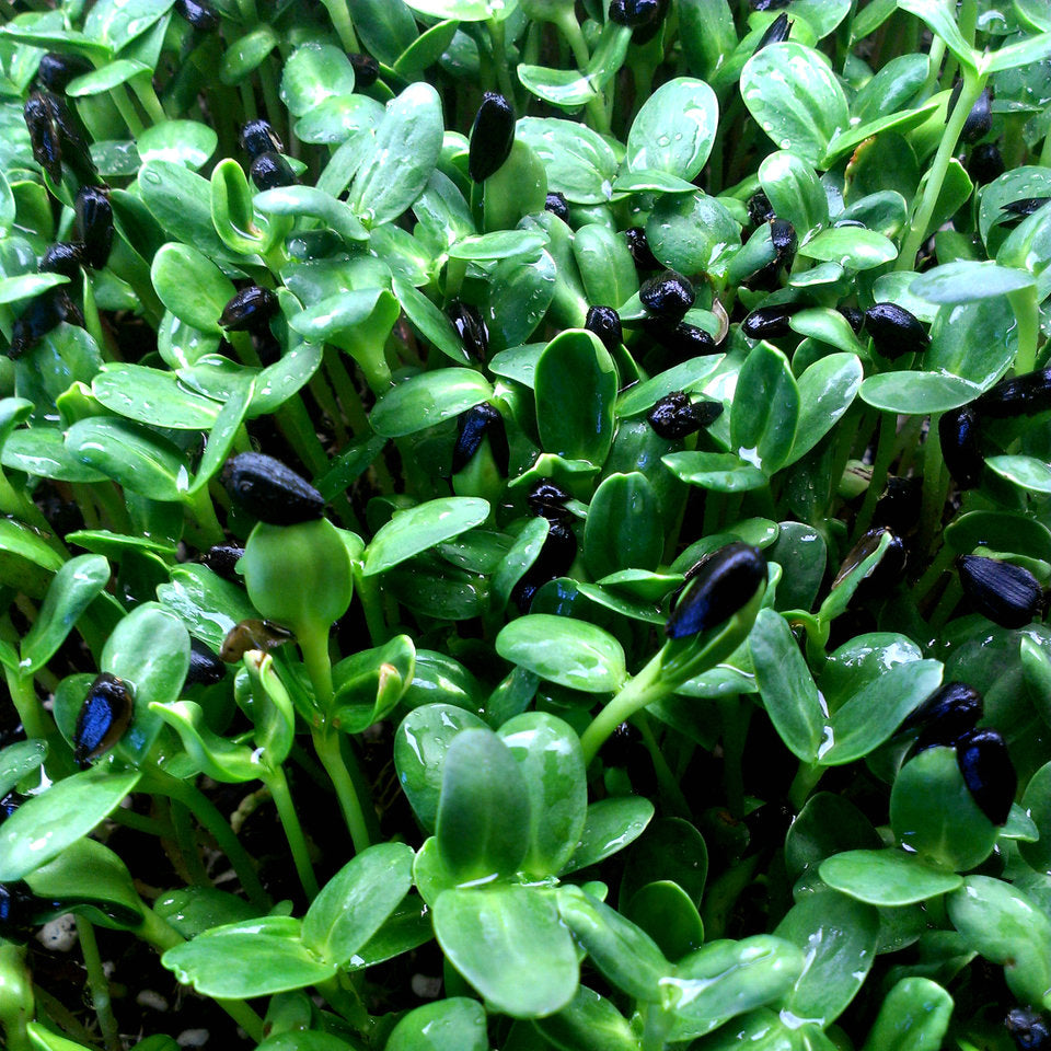 Seattle Seed Company Sunflower for Microgreens | Heirloom Boulevard