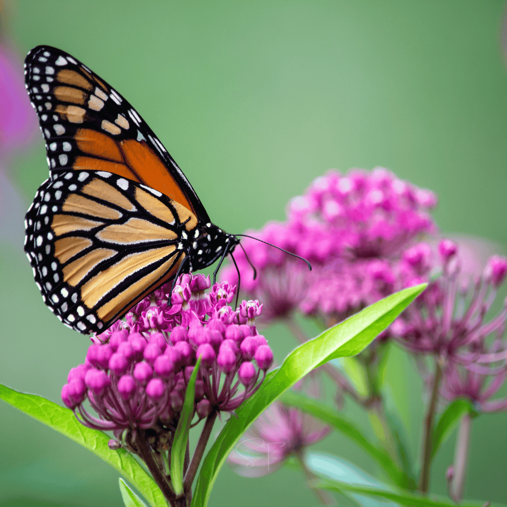 Southern Seeds Swamp Milkweed – 50 Seeds | Heirloom Boulevard