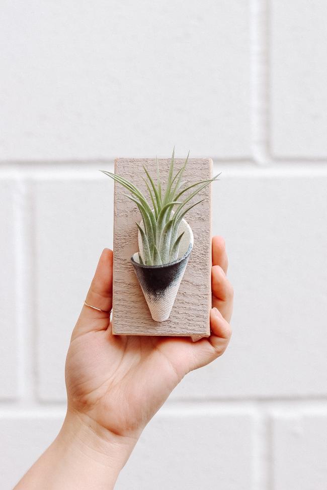 Carter + Rose Ceramic Wall Planter, Tiny Carter + Rose | Heirloom Boulevard