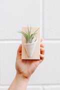 Carter + Rose Ceramic Wall Planter, Tiny Ivory | Heirloom Boulevard