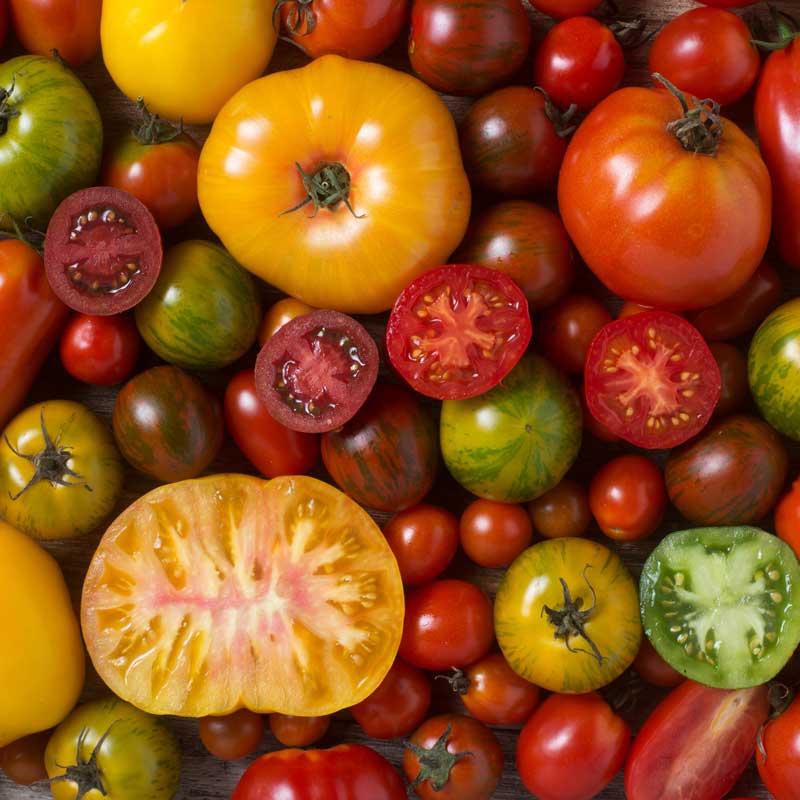 TOMATO Seeds, Heirloom Blend | Heirloom Boulevard