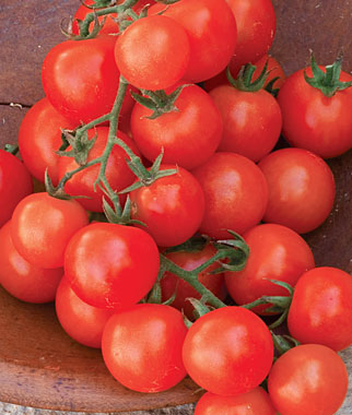 Seattle Seed Company Tomato - Sweetie | Heirloom Boulevard