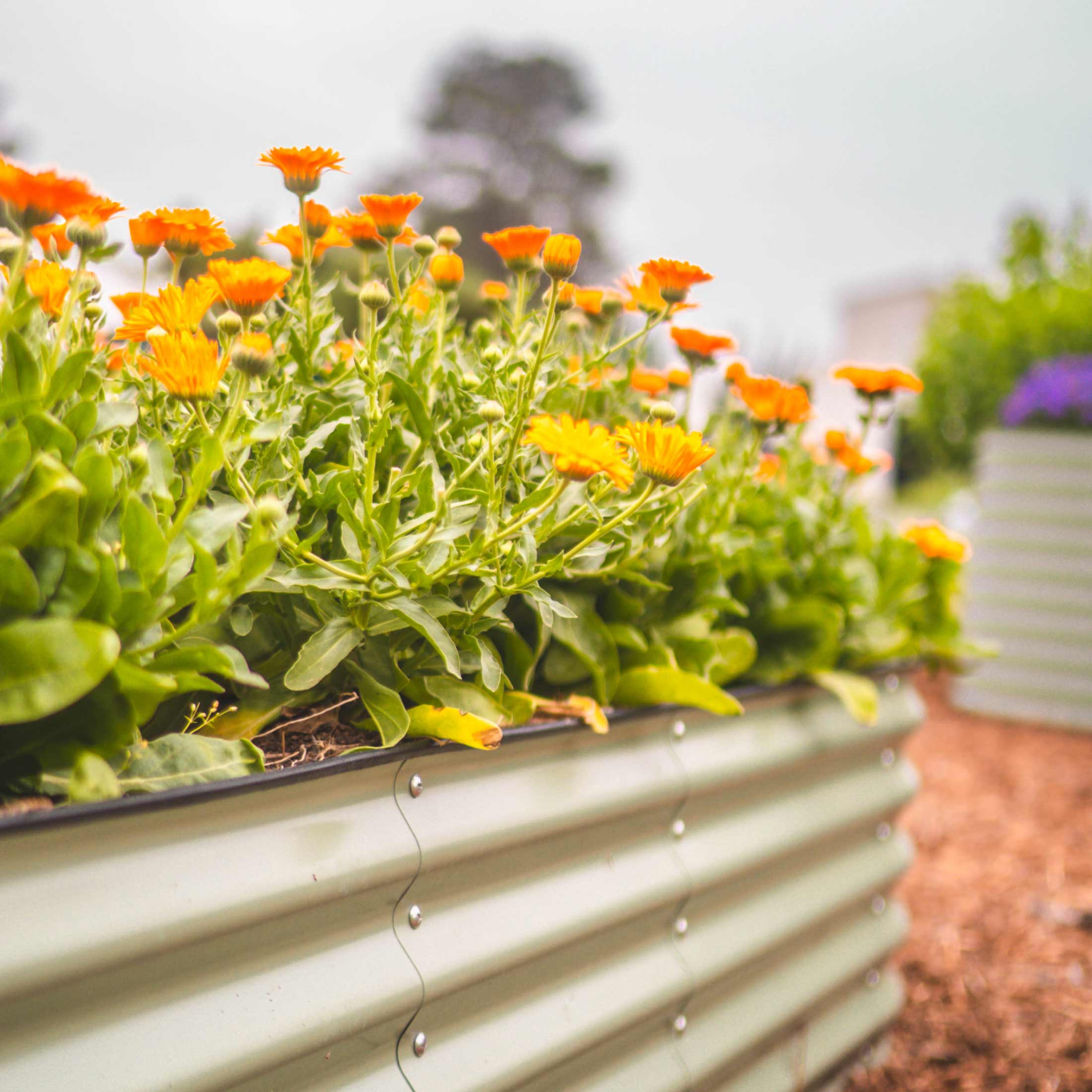 Vego Garden 17" Tall 4 In 1 Small Modular Metal Raised Garden Bed Kit | Heirloom Boulevard