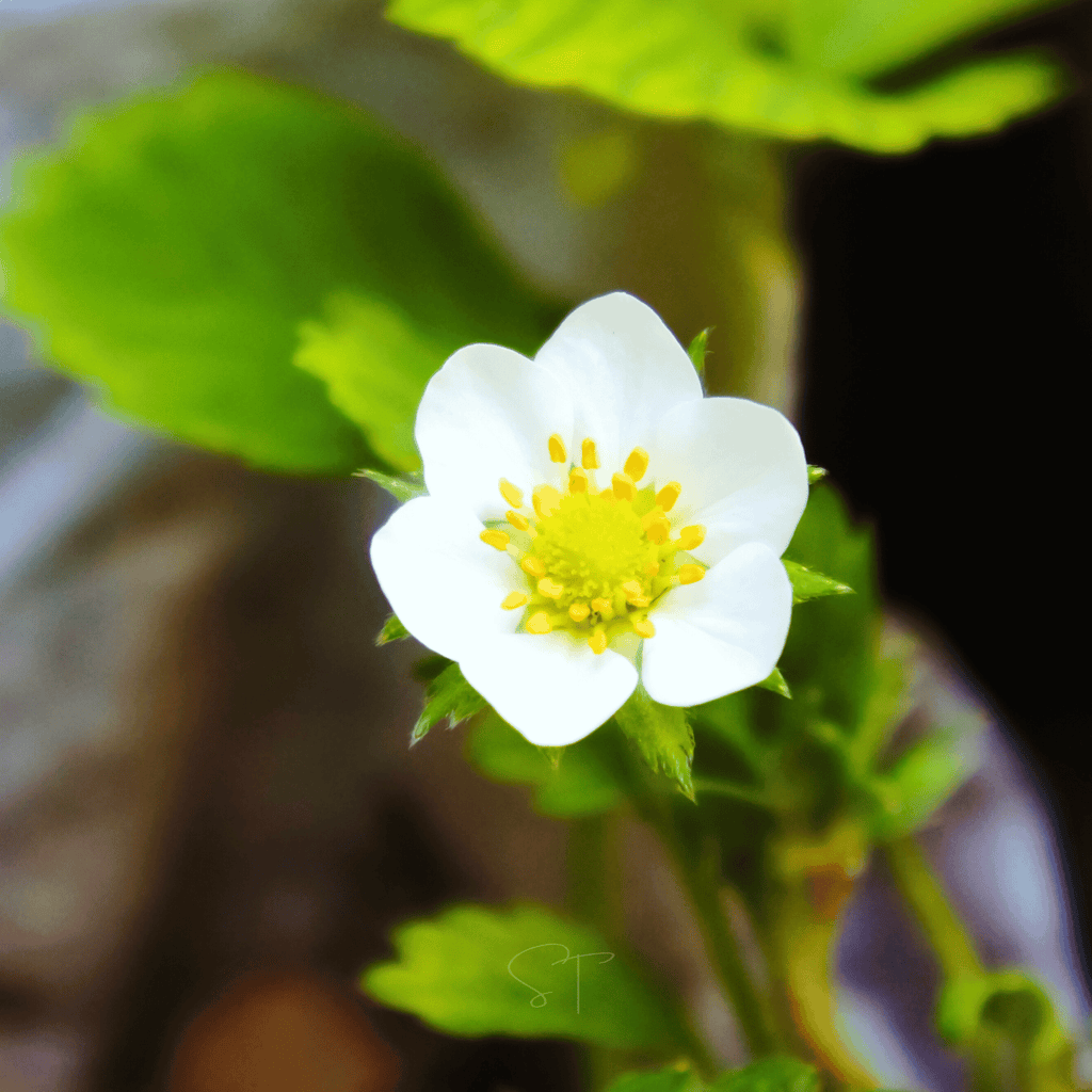 Southern Seeds White Soul Strawberry – 100 Seeds | Heirloom Boulevard