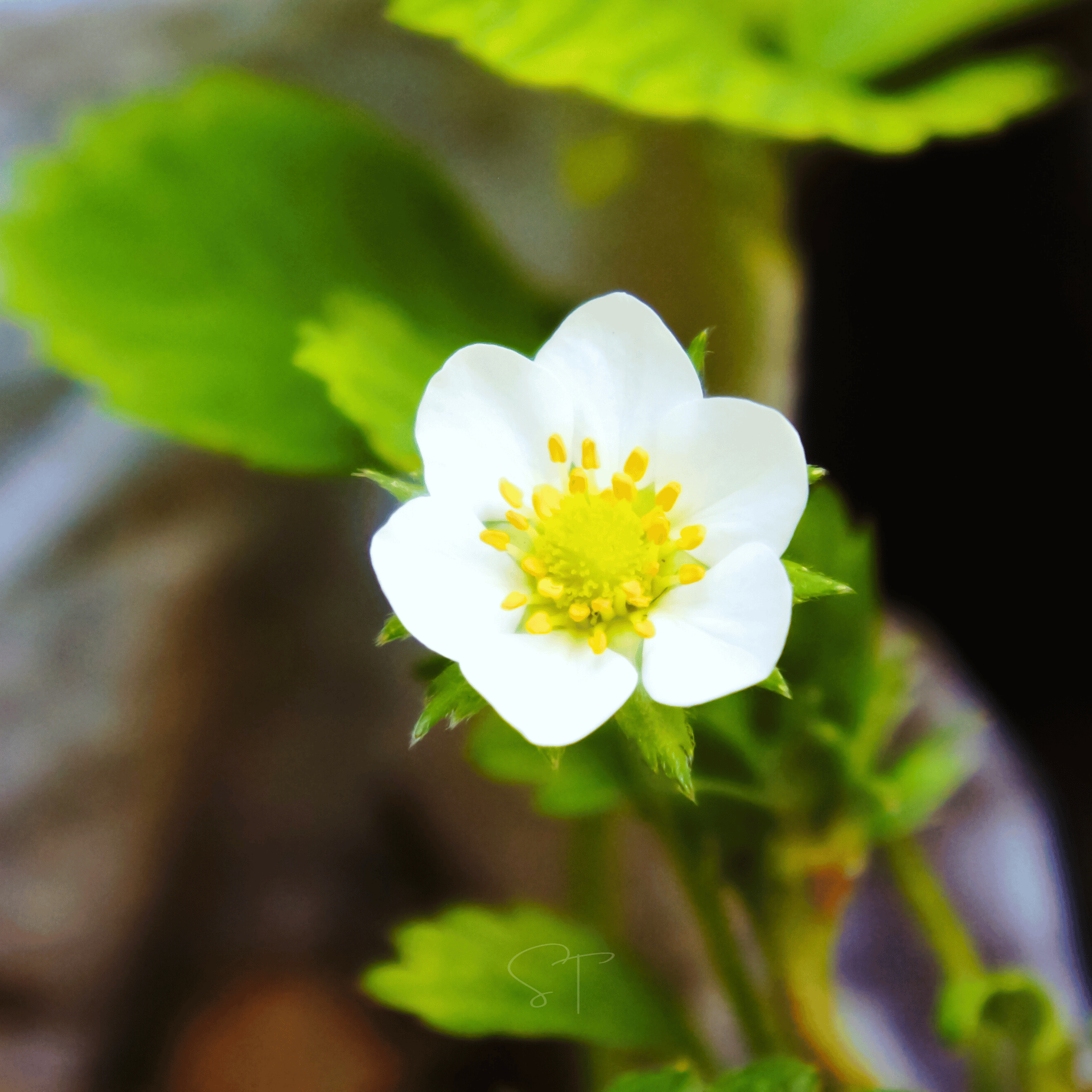 Southern Seeds White Soul Strawberry – 100 Seeds | Heirloom Boulevard
