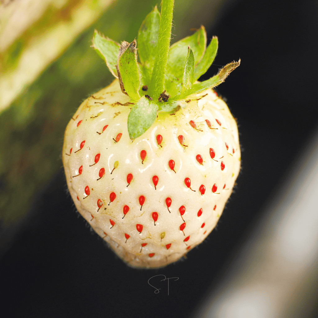 Southern Seeds White Soul Strawberry – 100 Seeds | Heirloom Boulevard