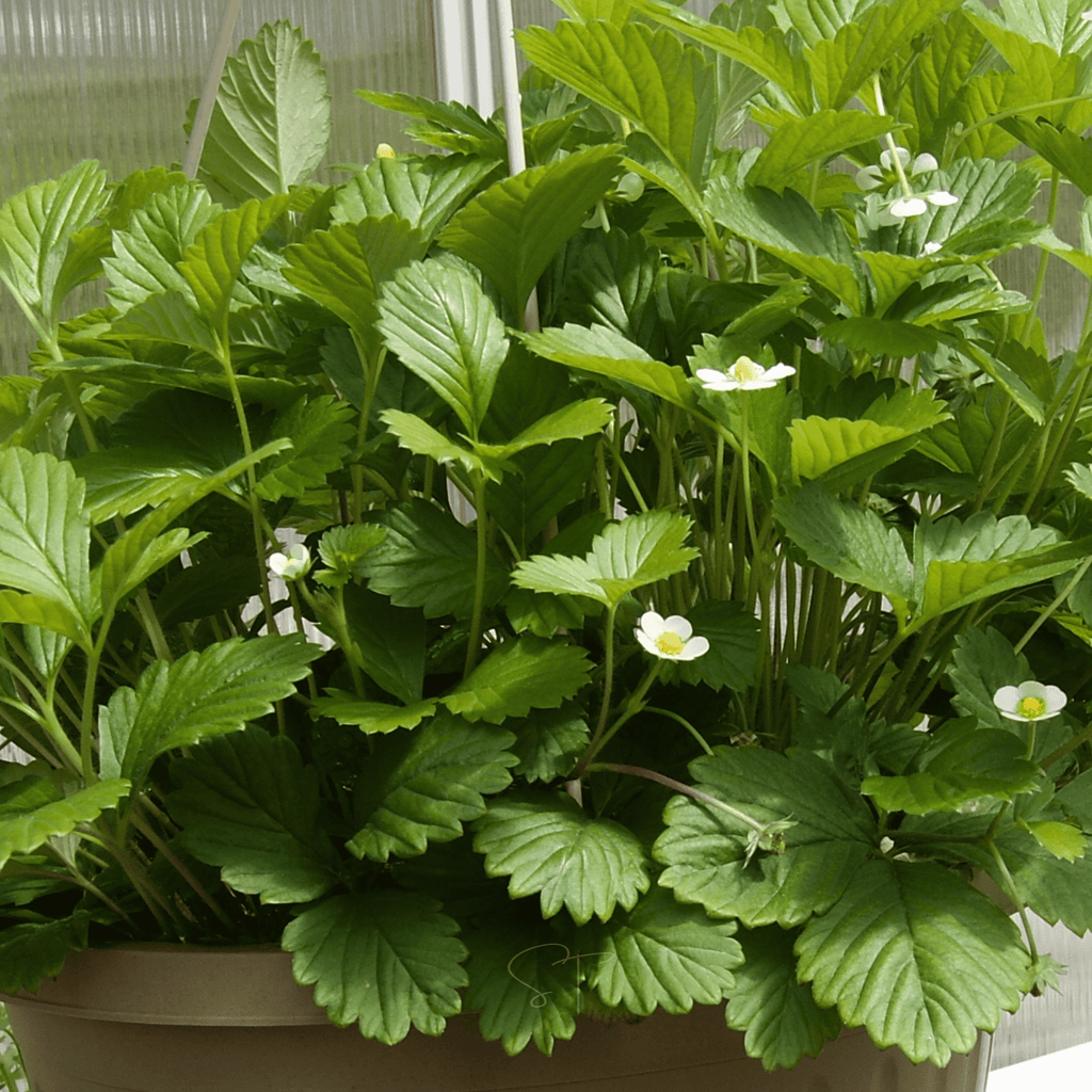 Southern Seeds White Soul Strawberry – 100 Seeds | Heirloom Boulevard