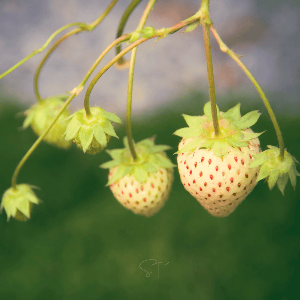 Southern Seeds White Soul Strawberry – 100 Seeds | Heirloom Boulevard