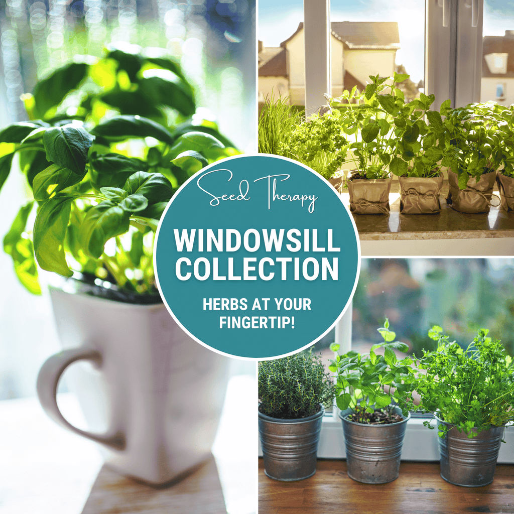 Southern Seeds Windowsill Herb Seed Collection – 6 Culinary Herbs | Heirloom Boulevard