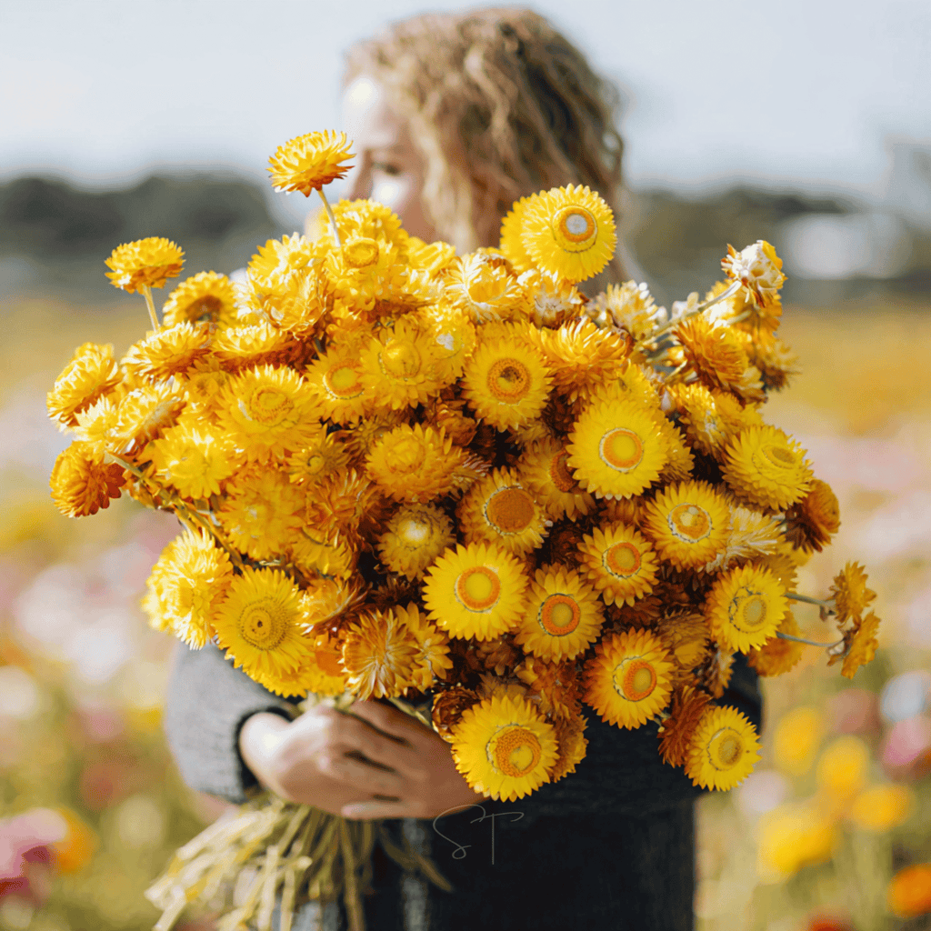 Yellow Strawflower – 100 Seeds | Heirloom Boulevard