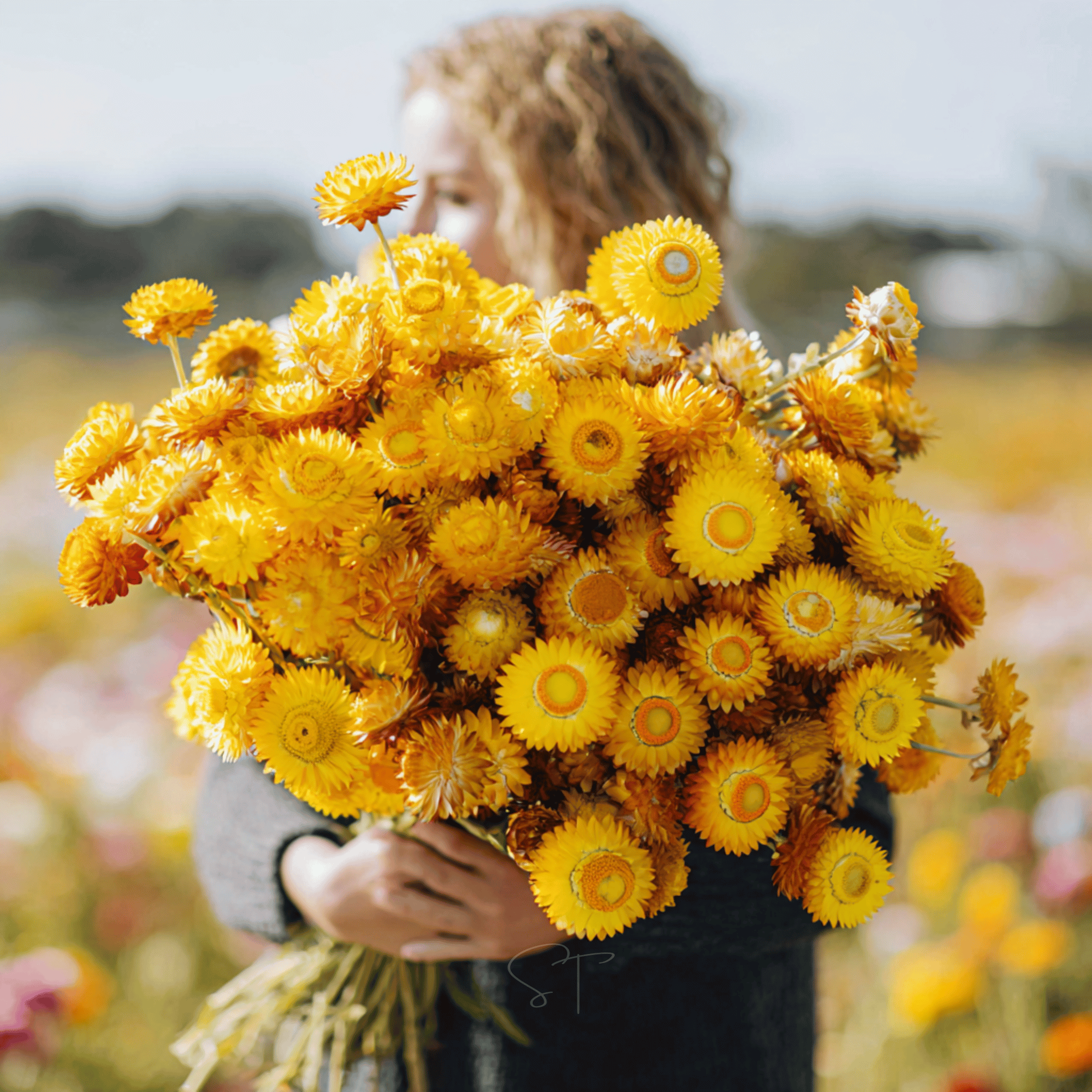 Yellow Strawflower – 100 Seeds | Heirloom Boulevard