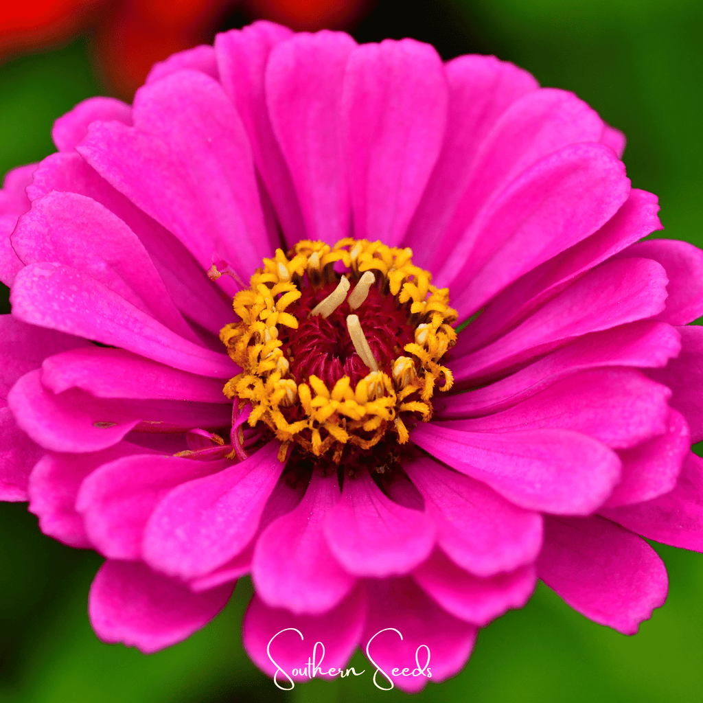 Southern Seeds Blueberry Cheesecake Zinnia – 100 Seeds | Heirloom Boulevard