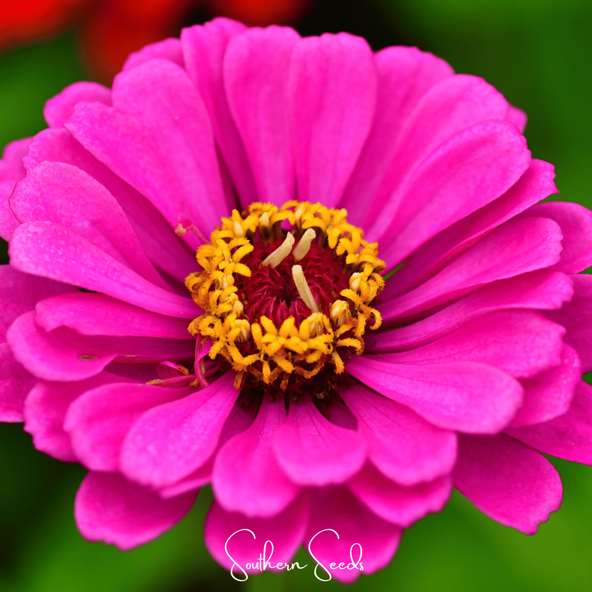 Southern Seeds Blueberry Cheesecake Zinnia – 100 Seeds | Heirloom Boulevard