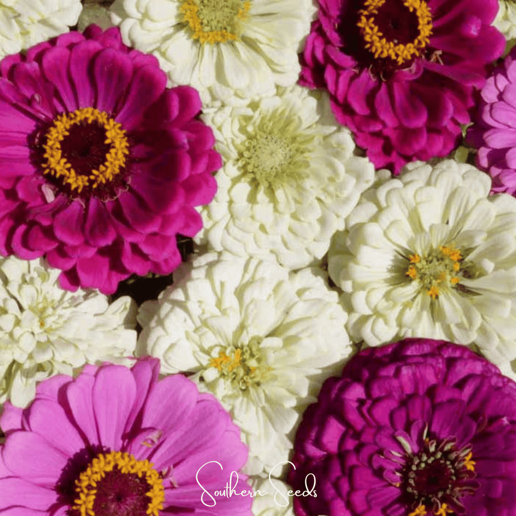 Southern Seeds Blueberry Cheesecake Zinnia – 100 Seeds | Heirloom Boulevard