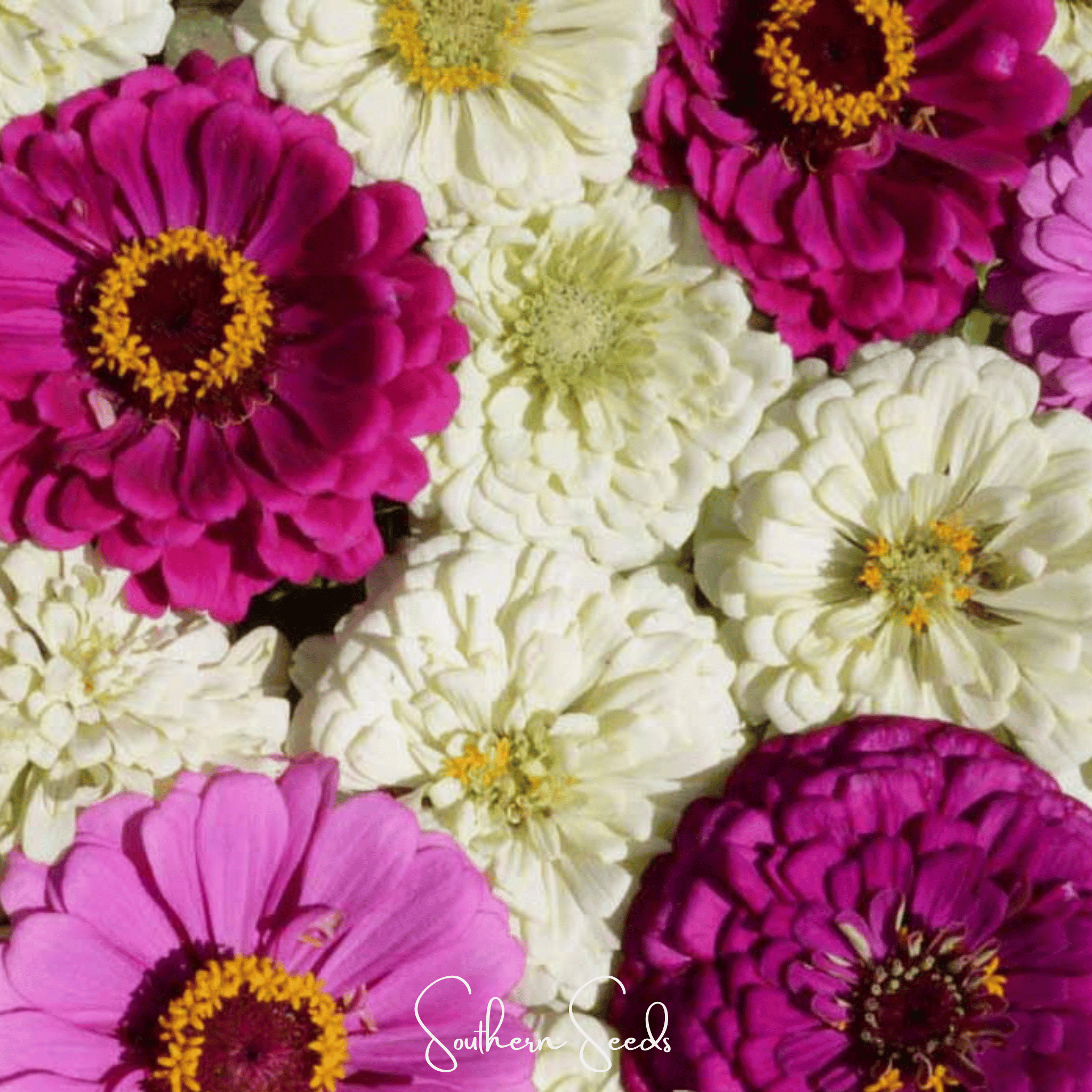 Southern Seeds Blueberry Cheesecake Zinnia – 100 Seeds | Heirloom Boulevard