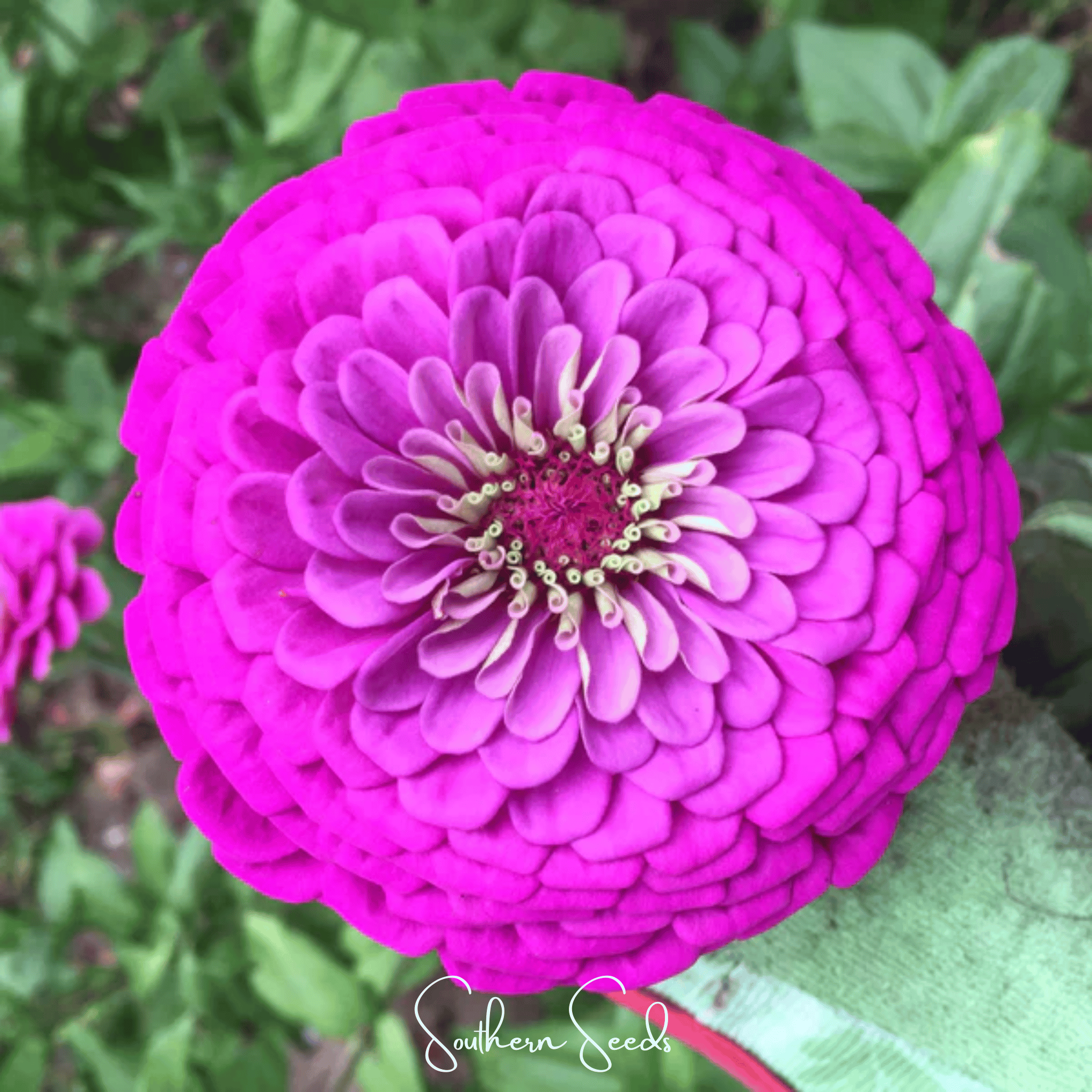 Southern Seeds Blueberry Cheesecake Zinnia – 100 Seeds | Heirloom Boulevard