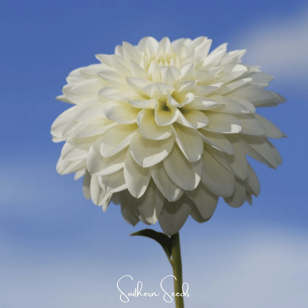 Southern Seeds Blueberry Cheesecake Zinnia – 100 Seeds | Heirloom Boulevard