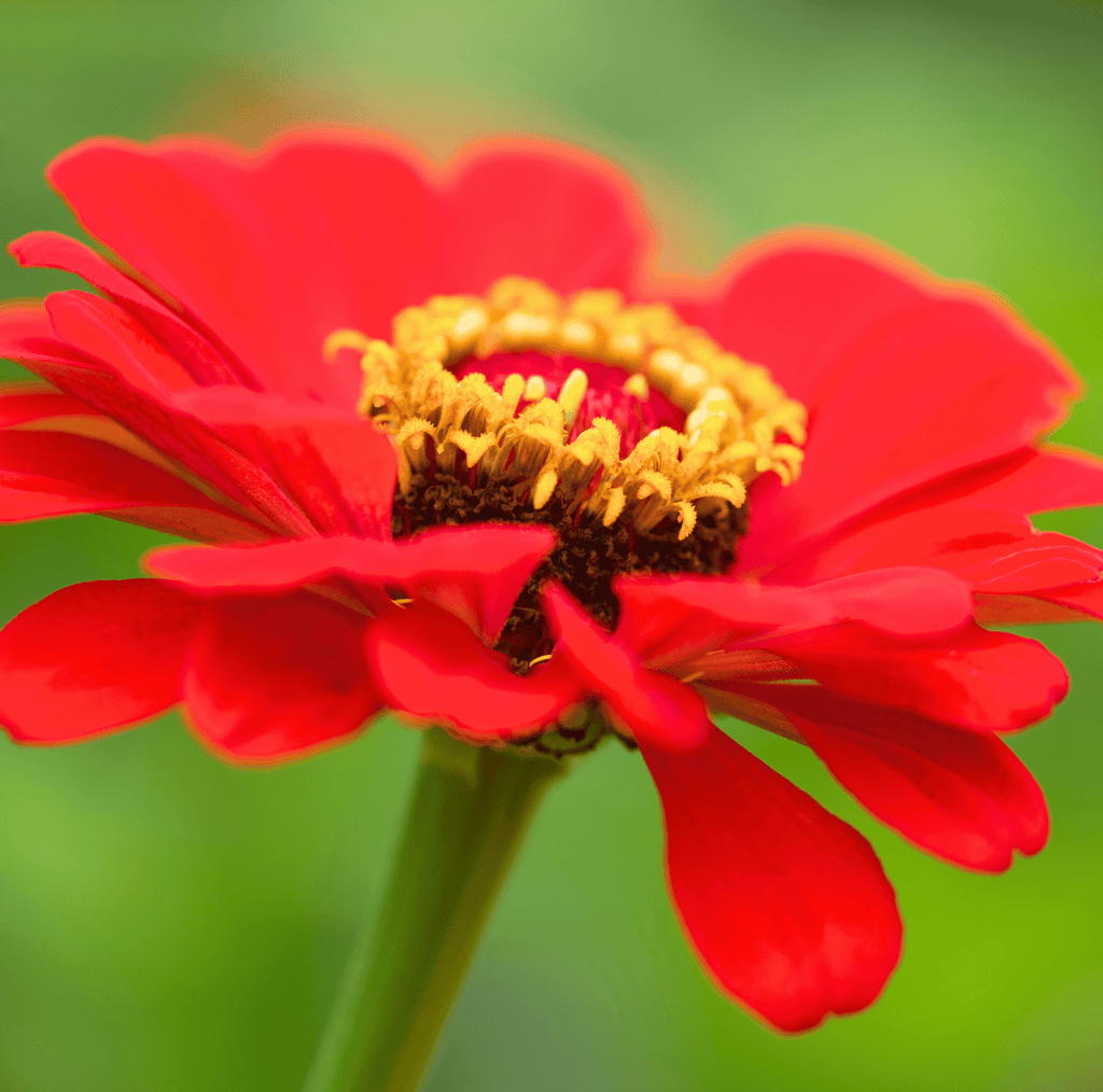 Southern Seeds Meteor Zinnia – 100 Seeds | Heirloom Boulevard