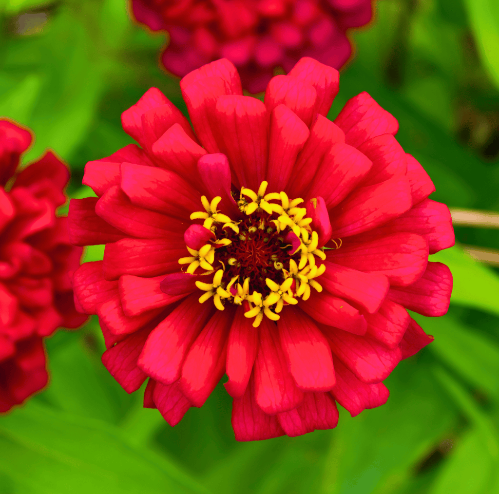 Southern Seeds Meteor Zinnia – 100 Seeds | Heirloom Boulevard