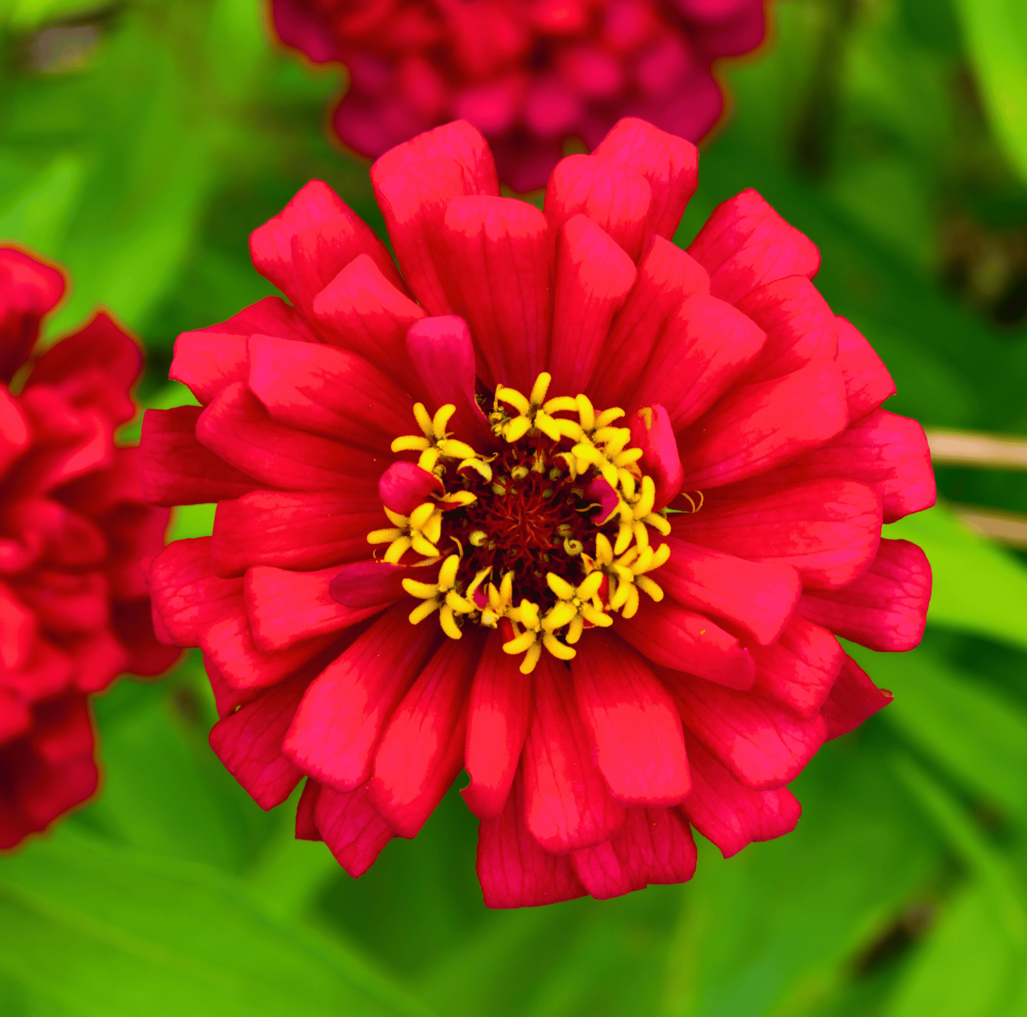 Meteor Zinnia – 100 Seeds | Heirloom Boulevard