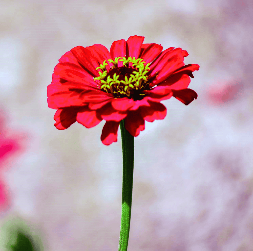 Southern Seeds Meteor Zinnia – 100 Seeds | Heirloom Boulevard